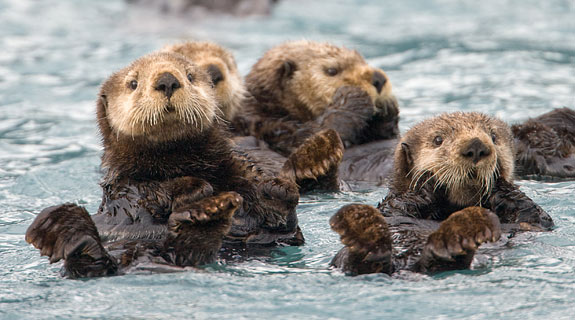 Sea Otter - Marine Biology Chordata